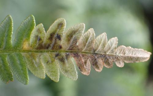 Chirosia sp.